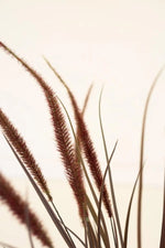 Artificial pampas grass decorative stems with reddish-brown feathery seed heads and long slender green blades, set against a warm off-white background.