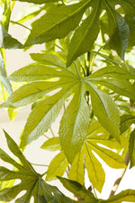 Green faux aralia indoor decor