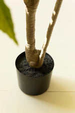 Faux Japanese aralia in plastic pot