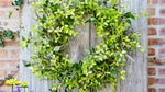 Green Oversized Twig Wreath – 30