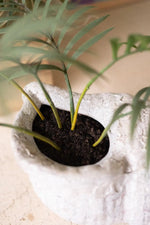 coastal planter