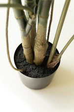 A close-up of a potted plant with thick, textured beige and green stems rising from a black plastic pot filled with dark soil, set against a plain white background.