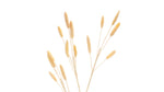 Brown Bunny Tail Artificial Spray Set of 6 23 Inch Height for Vase Fillers By Melrose