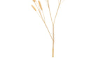 Bunny Tail Natural Looking Spray Set of 6 23 Inch Height for Home Displays By Melrose