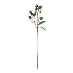 Plum Pod Spray