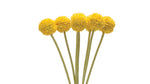 Set of 6 Pod Stems – 13.25