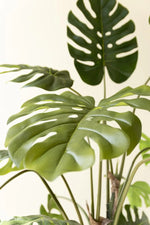 Close-up of a Monstera deliciosa plant with large, glossy green fenestrated leaves against a plain off-white background.