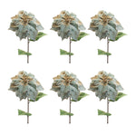 Poinsettia