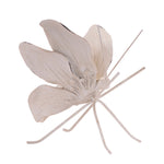 White dried flower on a white background