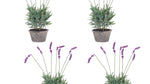 Contemporary Faux Lavender in Cement Pots – Set of Four