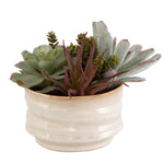 Decorative Accent – Mesa Succulent Artificial Plant in Tan Pot