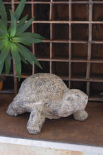Close-up textured turtle décor