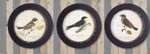 Round Encyclopedia Bird Print Set