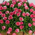 Nearly Natural 19-inch artificial aptenia and mini rose hanging basket in pink