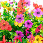 Multicolor daisy hanging plant kit with greenery and decorative moss