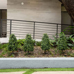 Small trees and plants in a garden bed in front of a modern building with a metal railing.