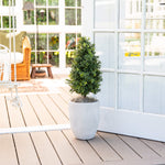 Potted plant on a wooden deck with a white railing and glass doors in the background