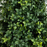 Close-up of a dense cluster of green leaves