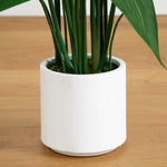 Green plant in a white pot on a wooden surface