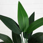 Close-up of a green leafy plant against a white background