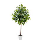 Potted plant with green leaves on a white background