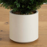 White cylindrical planter with a tree on a wooden floor