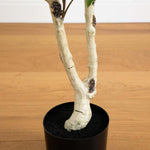Potted plant with white trunk on a wooden surface