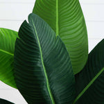 Close-up of large green leaves with a white background