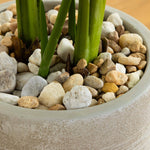 Potted plant with green stems surrounded by multicolored pebbles.