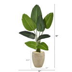 Potted plant with dimensions indicated on a white background