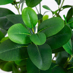 Close-up of green leaves with a blurred background