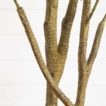 Close-up of brown tree branches on a light gray background