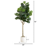 Fiddle leaf fig plant with dimensions on a white background
