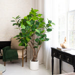 Ficus Tree with White Planter