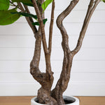 Decorative Indoor Greenery