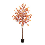 Orange Autumn Foliage
