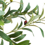 Decorative Olive Fruit Tree