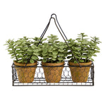 Three potted plants in a wire basket on a white background