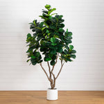 Potted fiddle leaf fig plant on a wooden floor with a white wall background