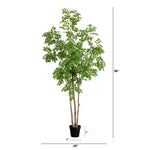 Sumac Tree with Nursery Pot