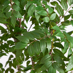 Eight Foot Green Tree