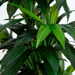 Real Touch Green Leaves