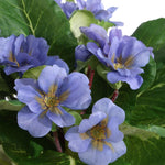Primrose Accents Potted
