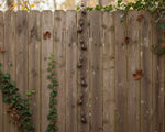 Garden Rainwater Chain
