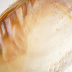 Cyan Design 09834 Small Abalone Tray