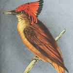 Benzara Rectangular Wooden Wall Art with Cardinal Birds, Assortment of 4, Gray