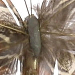 Benzara Feather Butterfly Accentdecor with Clips, Assortment of 12, Brown