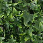 Vickerman FI181601 9