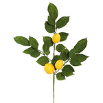 Vickerman FK170701-4 20