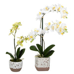 Vickerman FN180901 13.5
